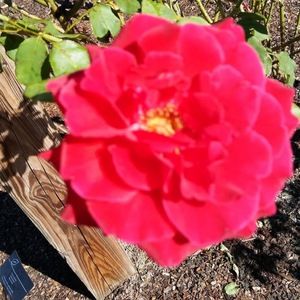 Meet your Posher, Gulchohra